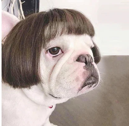 Dog Wig Cosplay Tool for Costumes